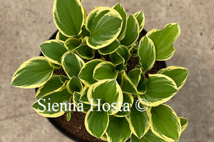 Hosta Diamond Tiara