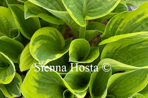 Hosta Aristocrat