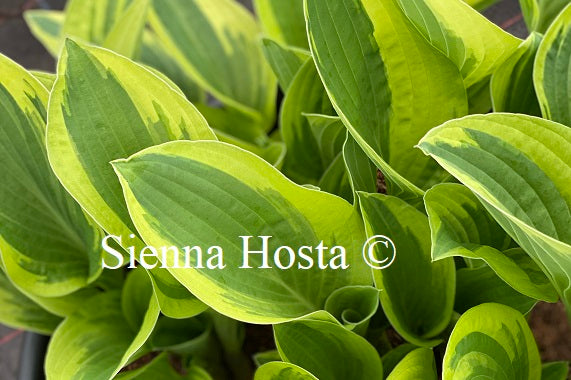 Hosta Aristocrat