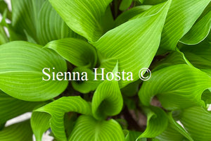 Hosta Red Dragon