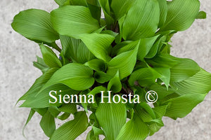 Hosta Red Dragon