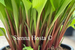 Hosta Red Dragon