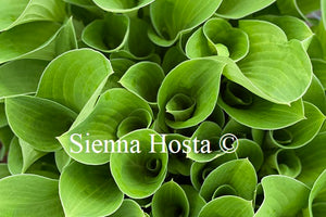 Hosta Birchwood Parky's Gold