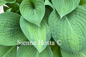 Hosta Paul's Glory