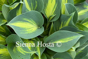 Hosta Touch of Class