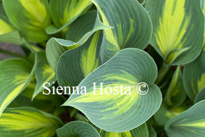 Hosta Touch of Class