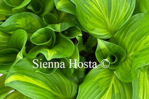 Hosta Center of Attention