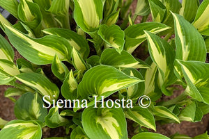 Hosta Night Before Christmas