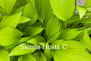 Hosta June Fever