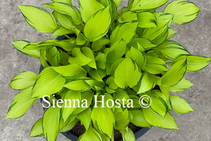 Hosta June Fever