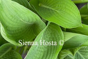 Hosta Lakeside Maverick