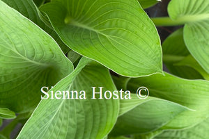 Hosta Lakeside Maverick