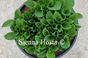 Hosta Pelham Blue Trump