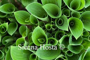 Hosta Pelham Blue Trump