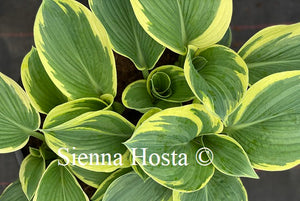 Hosta American Halo