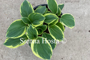 Hosta American Halo