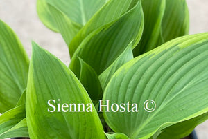 Hosta Victory