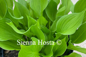 Hosta Sunny Disposition