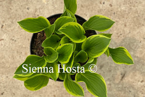 Hosta Winsome 