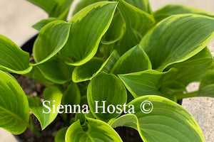 Hosta Winsome 