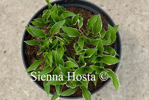 Hosta Lime Fizz