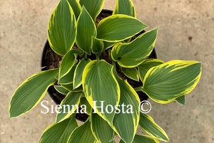 Hosta First Frost