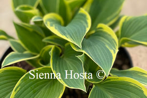 Hosta First Frost