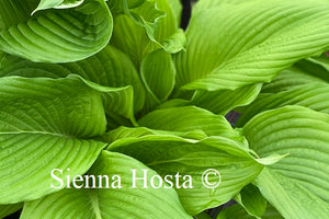 Hosta Niagara Falls