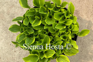 Hosta Golden Tiara