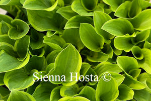 Hosta Golden Tiara