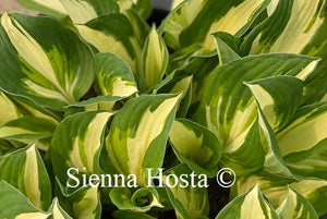 Hosta Enterprise