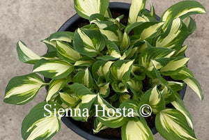 Hosta Enterprise