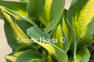 Hosta Half and Half