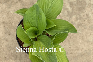 Hosta the British are Coming