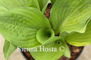 Hosta the British are Coming