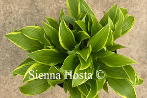 Hosta Kalamazoo