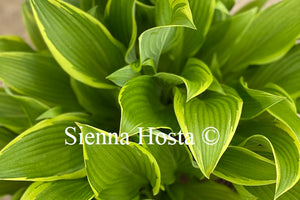 Hosta Kalamazoo