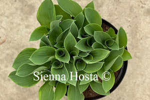 Hosta Toy Soldier