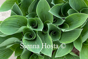 Hosta Toy Soldier