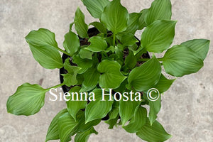 Hosta Rippled Honey