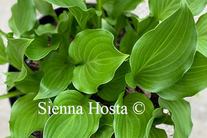 Hosta Rippled Honey