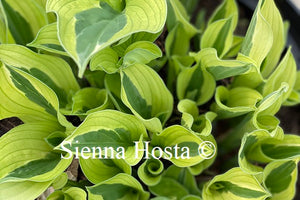 Hosta Hanky Panky