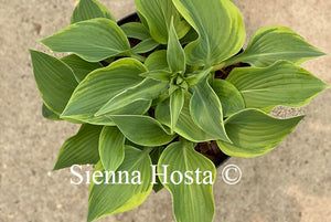 Hosta Katie Q