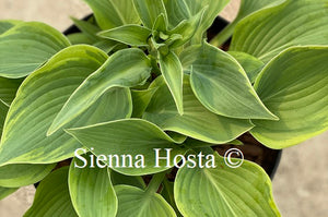 Hosta Katie Q