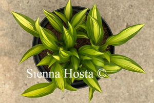 Hosta Glamour