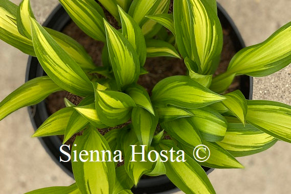 Hosta Glamour