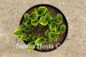 Hosta Lakeside Baby Face