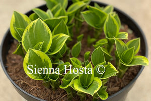 Hosta Lakeside Baby Face