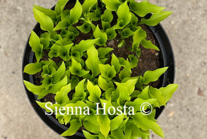 Hosta Lime Shag