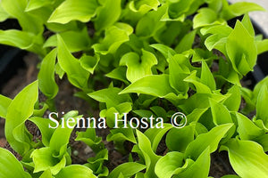 Hosta Lime Shag